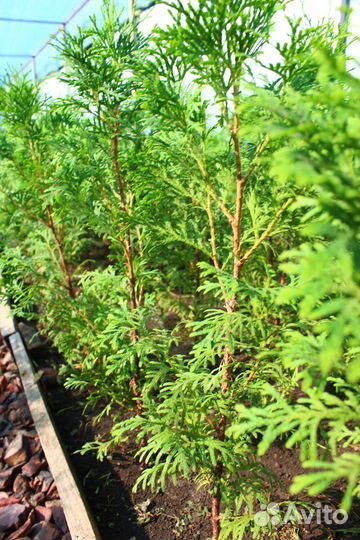 Туя Колумна на изгородь