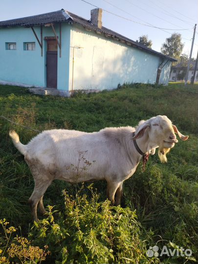 Англо нубийский козел