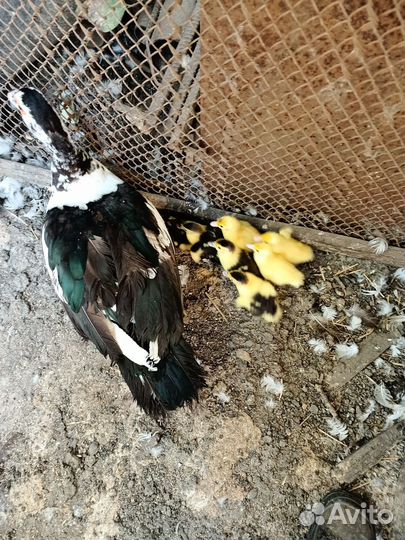 Мускусные индоутята