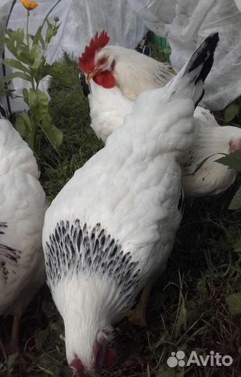 Куры молодки несушки