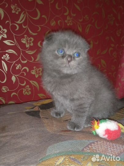 Шотландская вислоухая кошка бесплатно