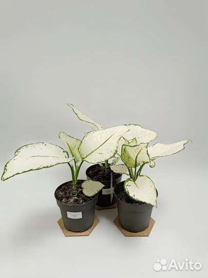 Аглонема White Joy