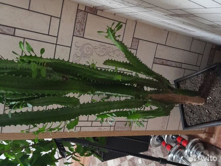 Молочай трехгранный