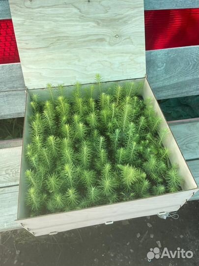 Саженцы сосны обыкновенной зкс опт