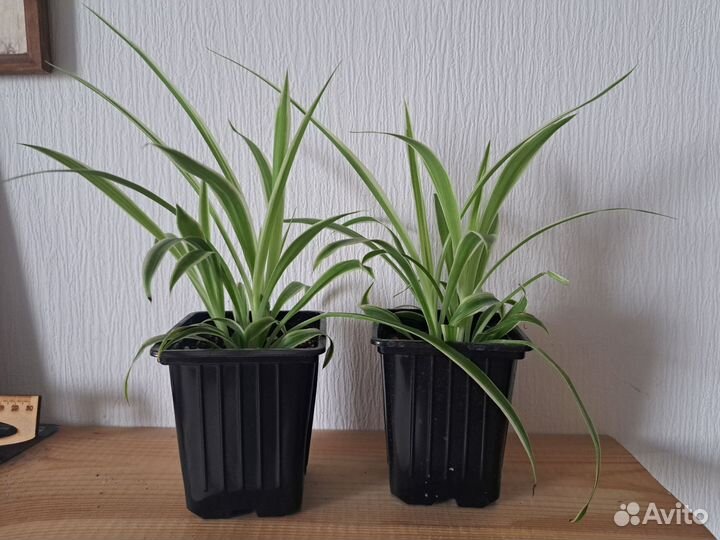 Хлорофитум