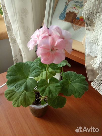 Пеларгония герань