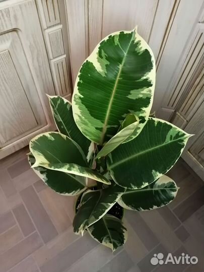 Фикус эластика Тинеке