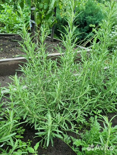 Розмарин (кусты)