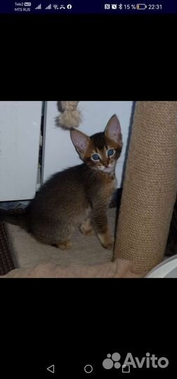 Котята Чаузи