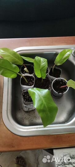 Филодендрон малай голд