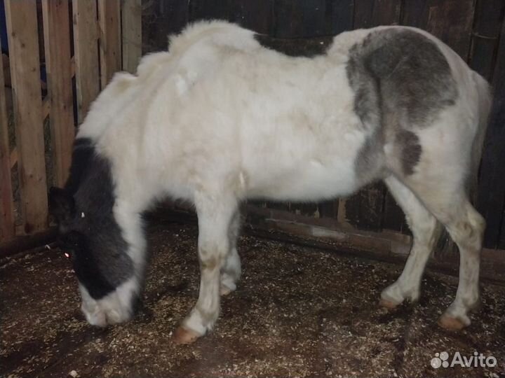 Шетлендские пони