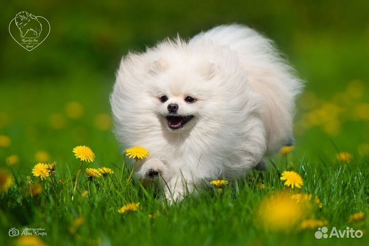 Малый немецкий Шпиц-Вязка. щенки