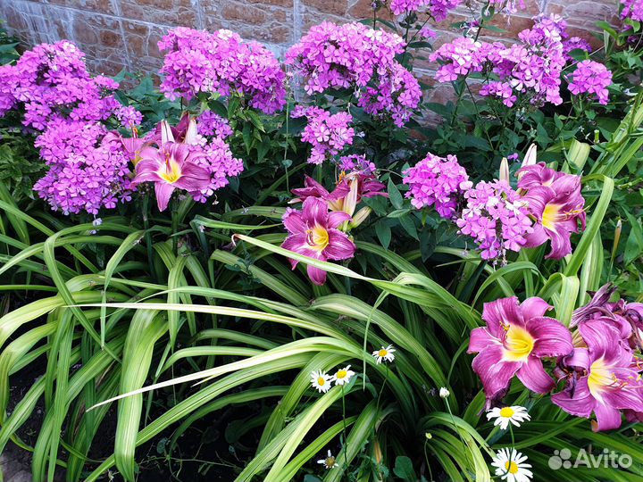 Хосты, папоротник, флоксы, лук Алиум, рудбекия