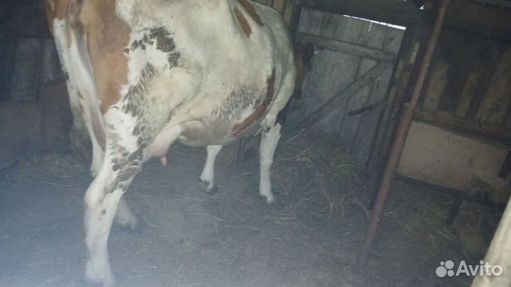 Корова дойная порода Сементал