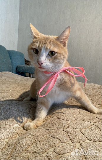 Котик в дар
