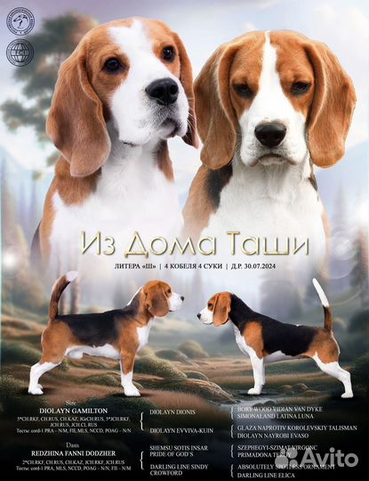 Бигли детки