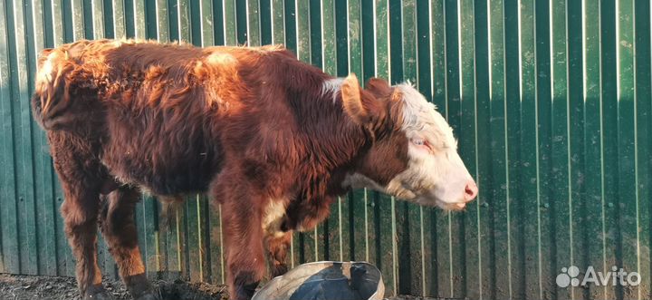 Быки герефорд на племя