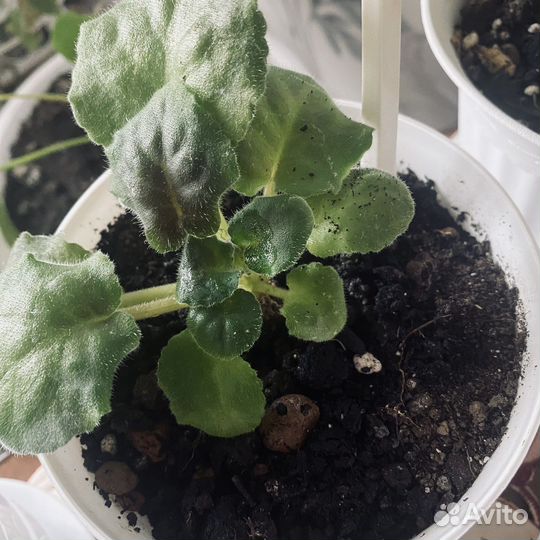 Фиалки сортовые