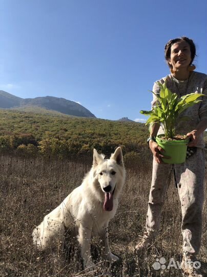 Руководитель проектов по озеленению (ог, зг)