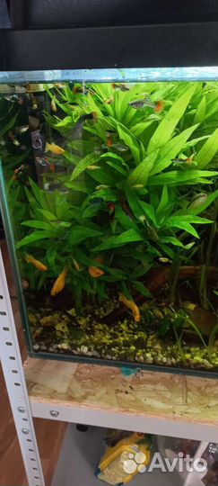 Растение и рыбки в аквариум