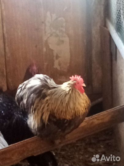 Куры петухи