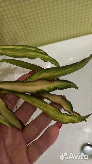 Хойи сортовые