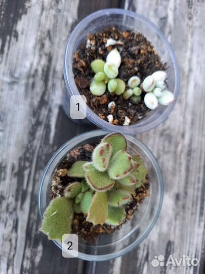 Суккуленты