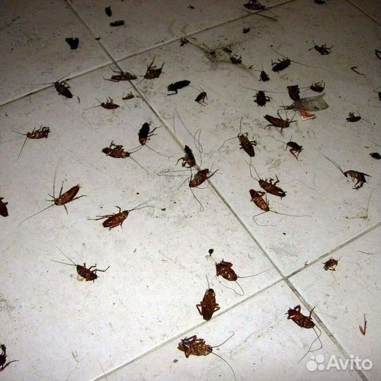 Уничтожение тараканов клопов клещей Комаров