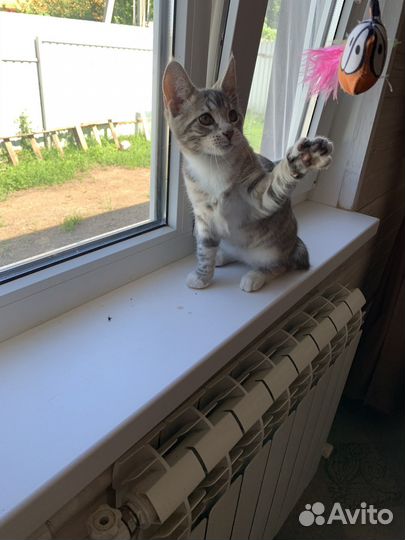 Котенок девочка 4 месяца