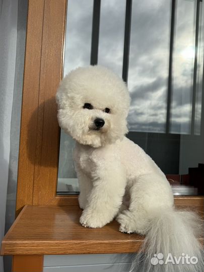 Бишон фризе вязка