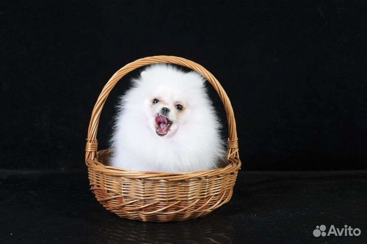 Померанский шпиц микро