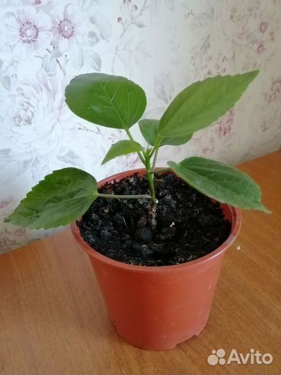 Гибискус (китайская роза)