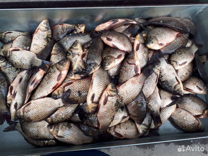 Карась, капр живой