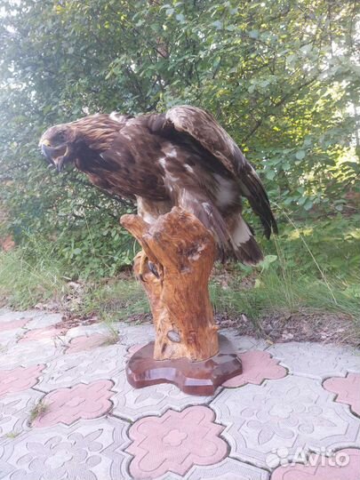 Орел имитация