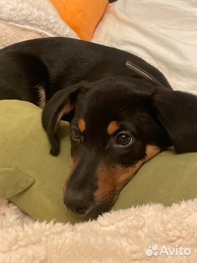 Собака в добрые руки