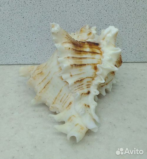 Мурекс вьетнамский 9,7 морская ракушка раковина