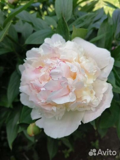 Саженцы розы, Пион сорт, ели голуб. Зел. Дельф