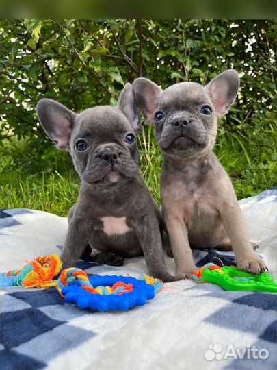 Французский бульдог мальчики