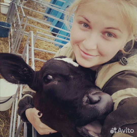 Телята Бычки