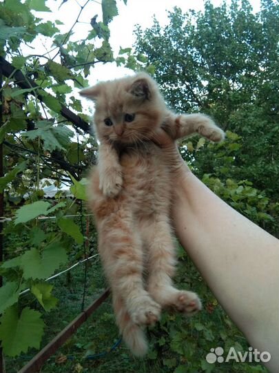 Персидская