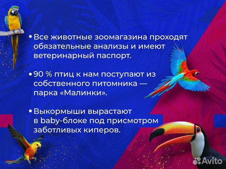 Крыса бархатная живой корм