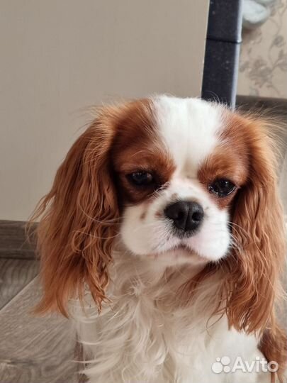 Выгуливаю собак