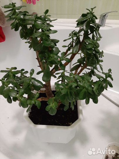 Отдам бесплатно цветы