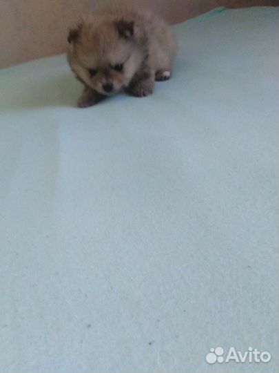 Шпицы, померанцы. Мини