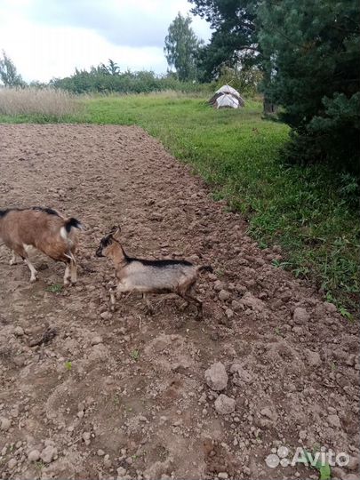 Козел и козочка