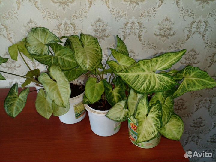 Комнатные растения