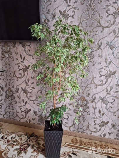 Бенджамина