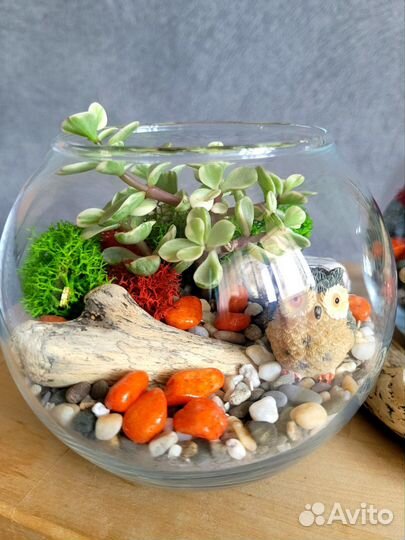 Флорариум с живыми суккулентами