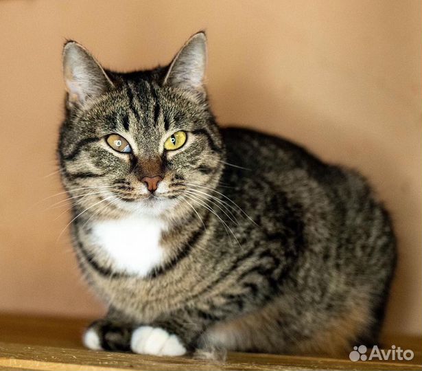 Кошечка ишет доброе сердце