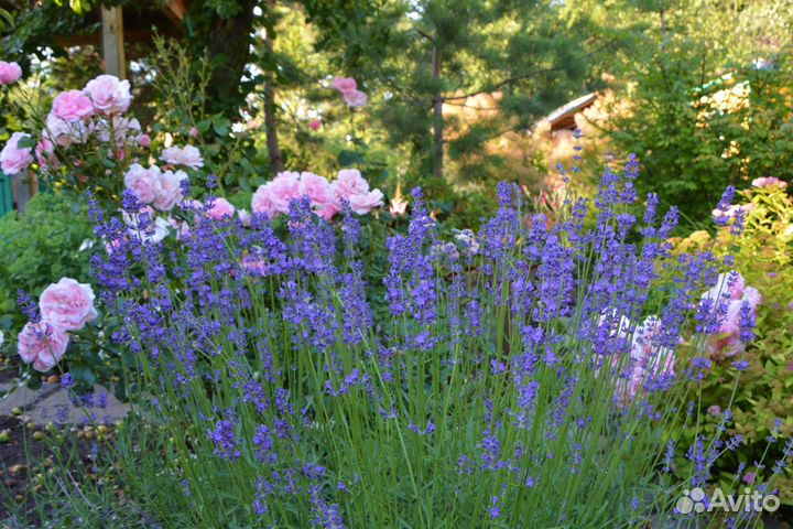 Многолетние цветы для сада